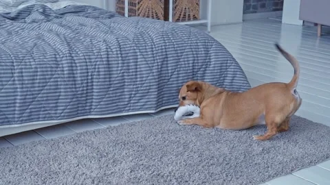 Small brown dog with big ears plays with soft toy ring in bedroom at home Stock Footage 194929887
