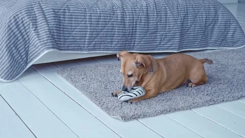 Small brown dog with big ears plays with soft toy ring in bedroom at home Stock Footage 196823054