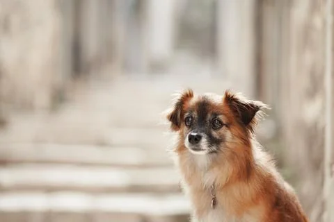 Small brown dog with a calm expression in an alley Stock Photos