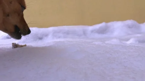 Small Brown Dog Chewing Bone on Snowy Ground Stock Footage 314294641