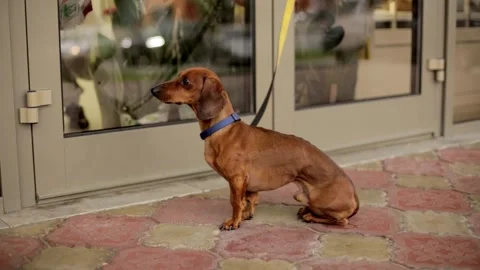 A small brown dog dachshund on a leash is waiting for the owner near the store Stock Footage 164112077