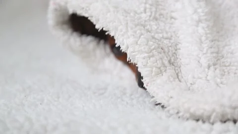 Small brown dog gradually emerging from under white fluffy towel Stock Footage 309854741