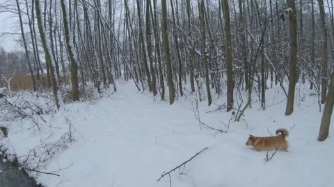 Small brown dog happily running through the winter forest Stock Footage 122496080