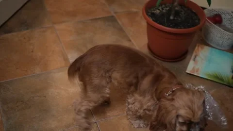A small brown dog interacts with plastic wrap on the floor in a home environment Stock Footage 338447556
