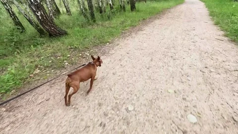 Small brown dog jogging on leash along forest path trail Stock Footage 314304625
