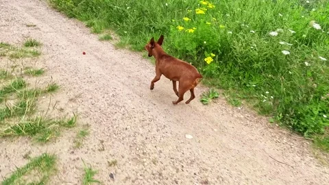 Small brown dog jumping energetically on rural path Stock-Footage 314307265