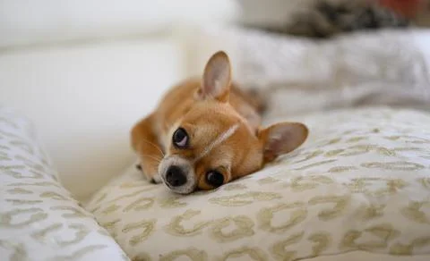 A small brown dog is laying on a white pillow Stock Photos