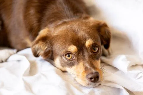 Small brown dog lying in bed and looking directly into the camera Foto stock