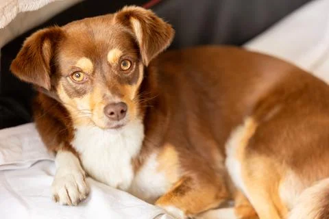 Small brown dog lying in bed and looking directly into the camera Stock Photos