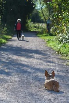 Small brown dog lying down on path, observing and waiting for another dog Stock Photos