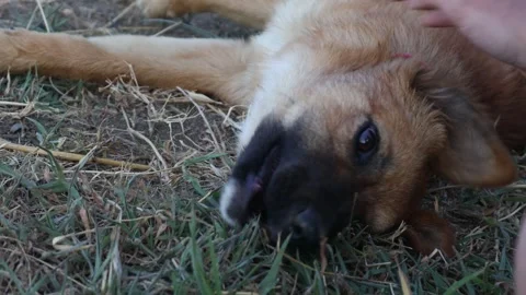 A small brown dog lying on a grassy field, a peaceful scene Vídeos de archivo 342429044
