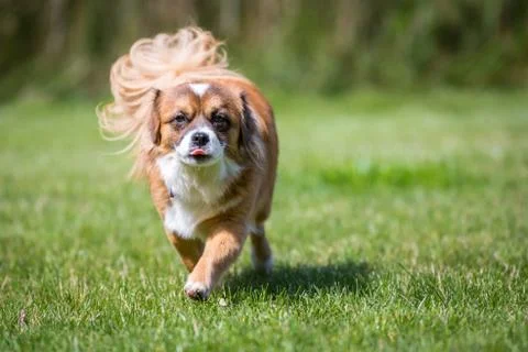 Small brown dog Stock-Fotos