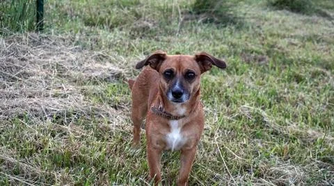 Small brown dog Stock Photos