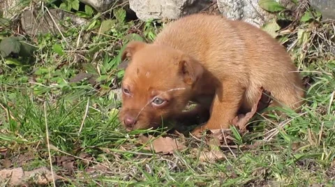 Small brown dog playing at beautiful spring morning Stock Footage 65200010