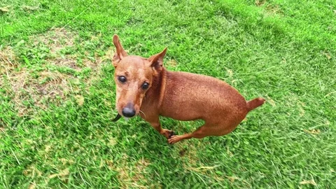 Small brown dog playing energetically on green grass Stock Footage 315703858