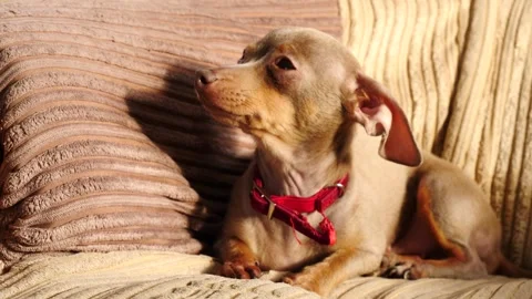 Small Brown Dog with Red Collar Resting on Sofa 4K Pet Animation Stock Footage 341474953