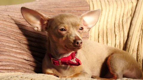 Small Brown Dog with Red Collar Resting on Sofa 4K Pet Footage Stockbeeldmateriaal 341498660