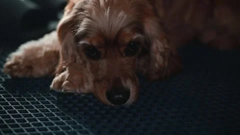 A small brown dog rests with its head lowered on a textured blue mat. The dog Stock Footage 339093777
