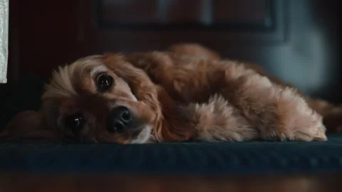 A small brown dog rests on a soft surface in an indoor space, displaying a Video stock 339093884