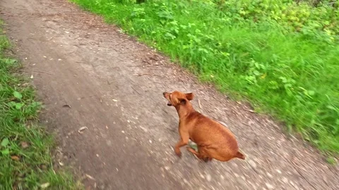 Small brown dog running along green forest trail in summer light Stock Footage 319007753