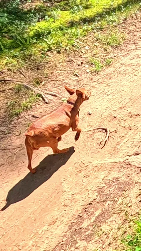 Small brown dog running along forest path on sunny day Video stock 322684256