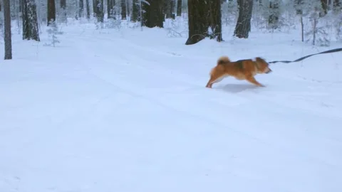 Small brown dog running and playing in snowy woods Stock Footage 312986153
