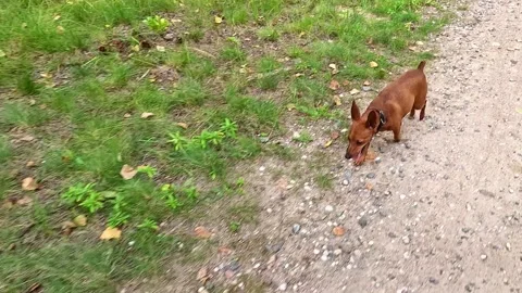 Small brown dog running and playing on dirt ground outdoors Stock Footage 314304634
