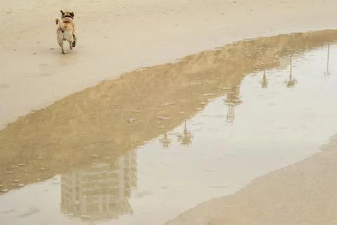 Small brown dog running on beach Stock Photos