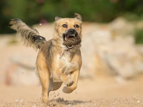  Small brown dog running on a beach in Cres (Croatia) Croatia   Stock Photos
