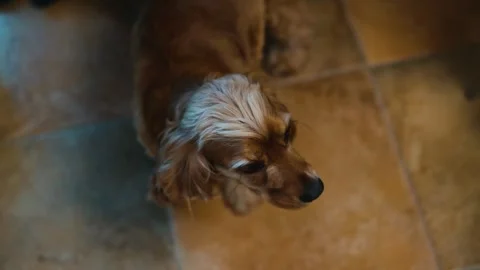A small brown dog is seen investigating its surroundings with curiosity. It Video stock 338446885