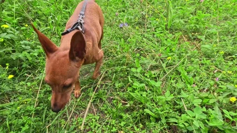 Small brown dog sniffing wild plants in meadow Stock Footage 316036992