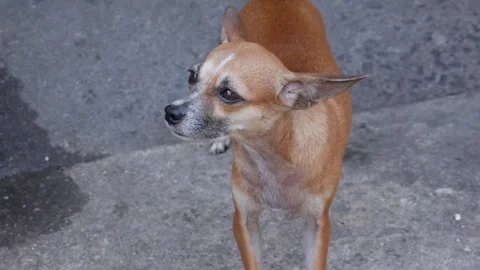 Small brown dog standing on a gray concrete floor outdoors and looking to the si Stock Footage 338001844