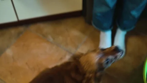 A small brown dog stands on its hind legs, trying to grab attention from people Stock Footage 338446854