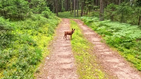 Small brown dog walking along green forest path on summer day Video stock 323866486