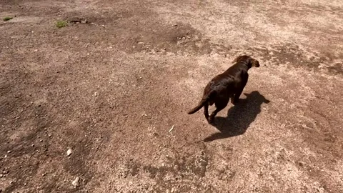 Small brown dog walking on dirt floor 動画素材 287359552