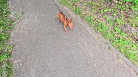 Small brown dog walking on leash along park path Stock Footage 315009656