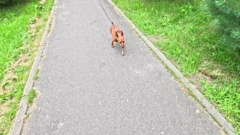 Small brown dog walking on paved park path Stock-Footage 314884961