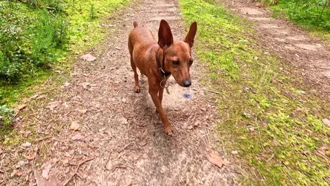 Small brown dog walking toward camera on forest trail Stock Footage 318921616