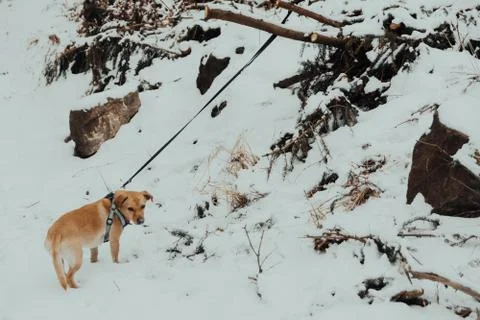 Small brown dog - winter in the mountains Stock Photos