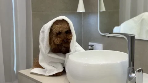 Small brown dog wrapped in towel on bathroom counter during grooming routine Stock Footage 338056408