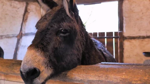 Small brown donkey and big ears looks curiously Stock Footage 124475857