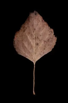 Small brown dried autumn leaf macro close up vertical shot isolated on black  Stock Photos