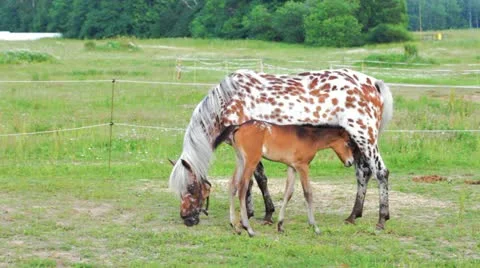 Small brown foal and spotty mare in a shelter 库存影片 20517935