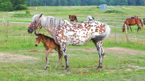 Small brown foal and spotty mare in a shelter Stock Footage 20518085