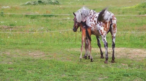 Small brown foal and spotty mare in a shelter Видео 20521708