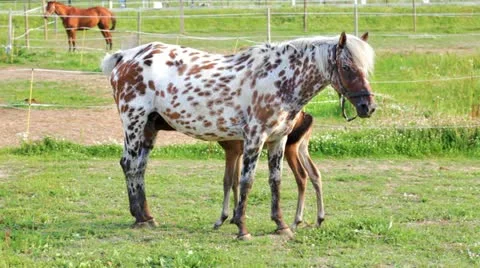 Small brown foal and spotty mare in a shelter Stock Footage 20521945
