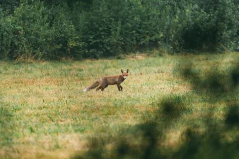 A small brown fox walking through a grassy field. Stock Photos