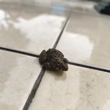 Small brown frog on beige tiled floor in natural setting Stock Photos
