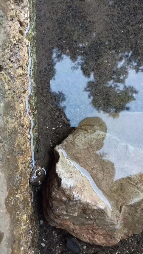 Small Brown Frog Hidden Between Rocks in Puddle Stock Footage 333531063