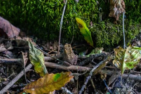 A small brown frog hides by a large stone Stock Photos